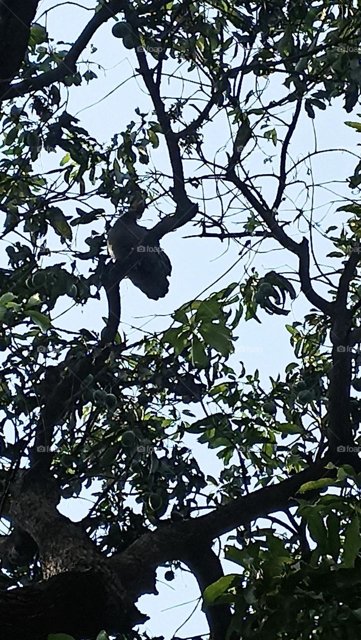 two teetar( partridges) birds in motion