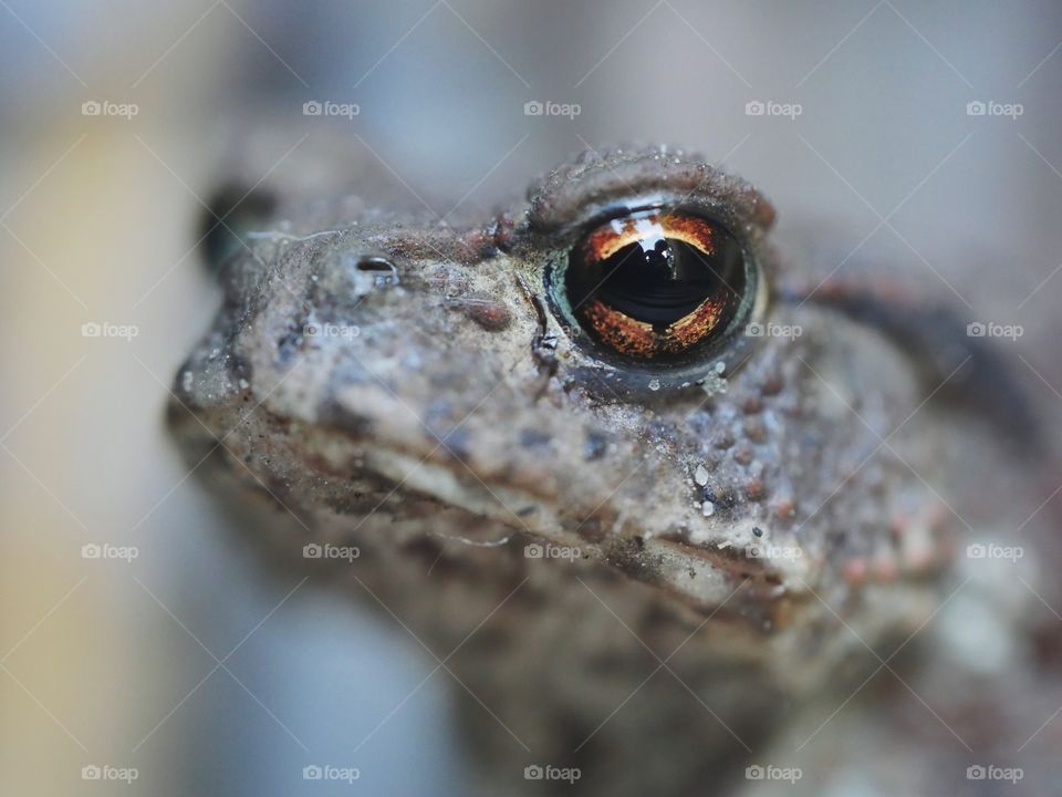 Close up of toad eye