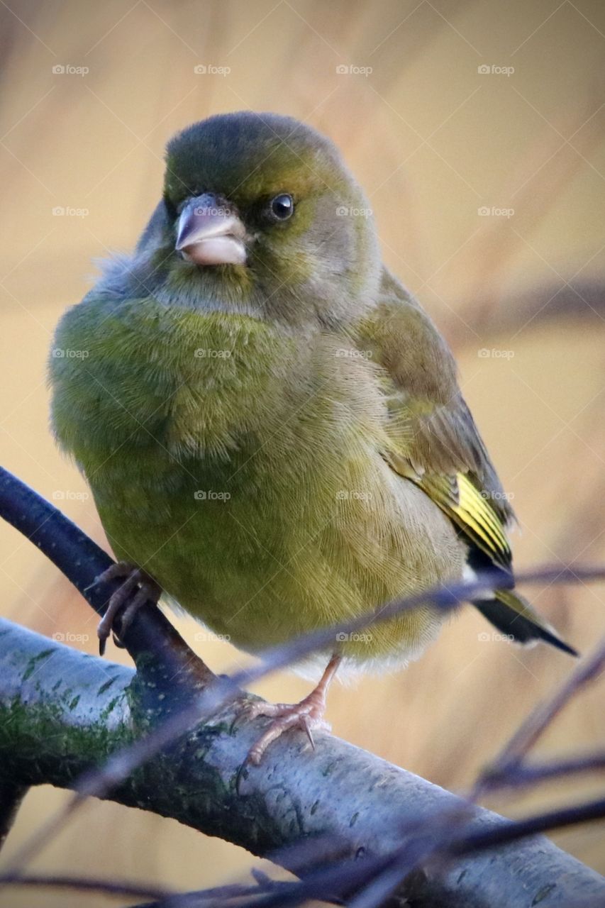 Greenfinch