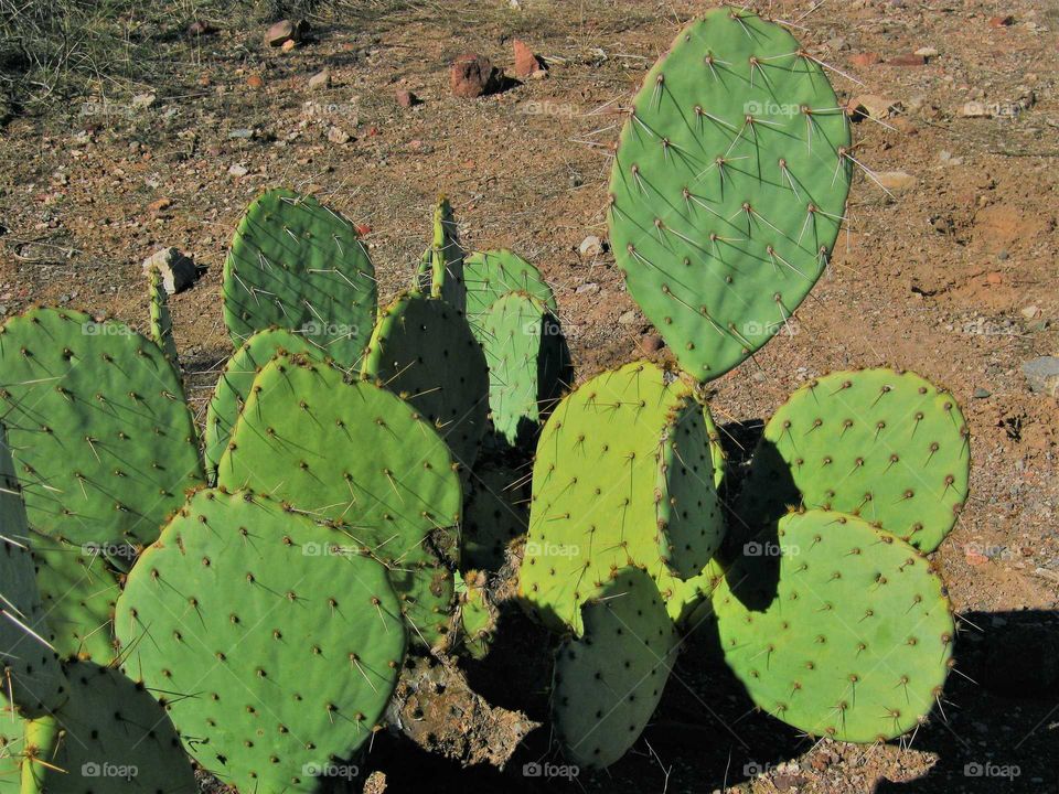 Cactus Plant