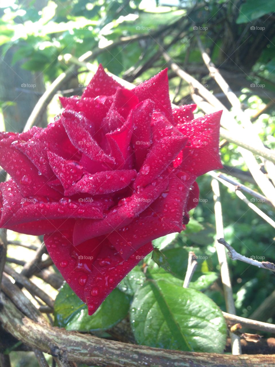 Rose covered in morning dew