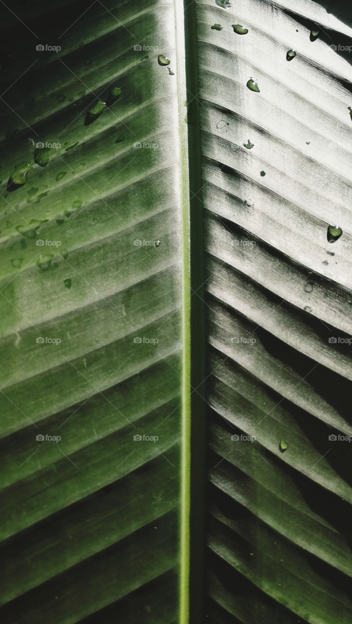 Leaf closeup