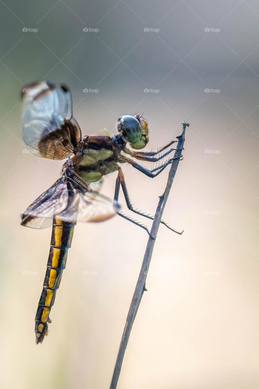 A female Widow Skimmer clings to a sprig. 