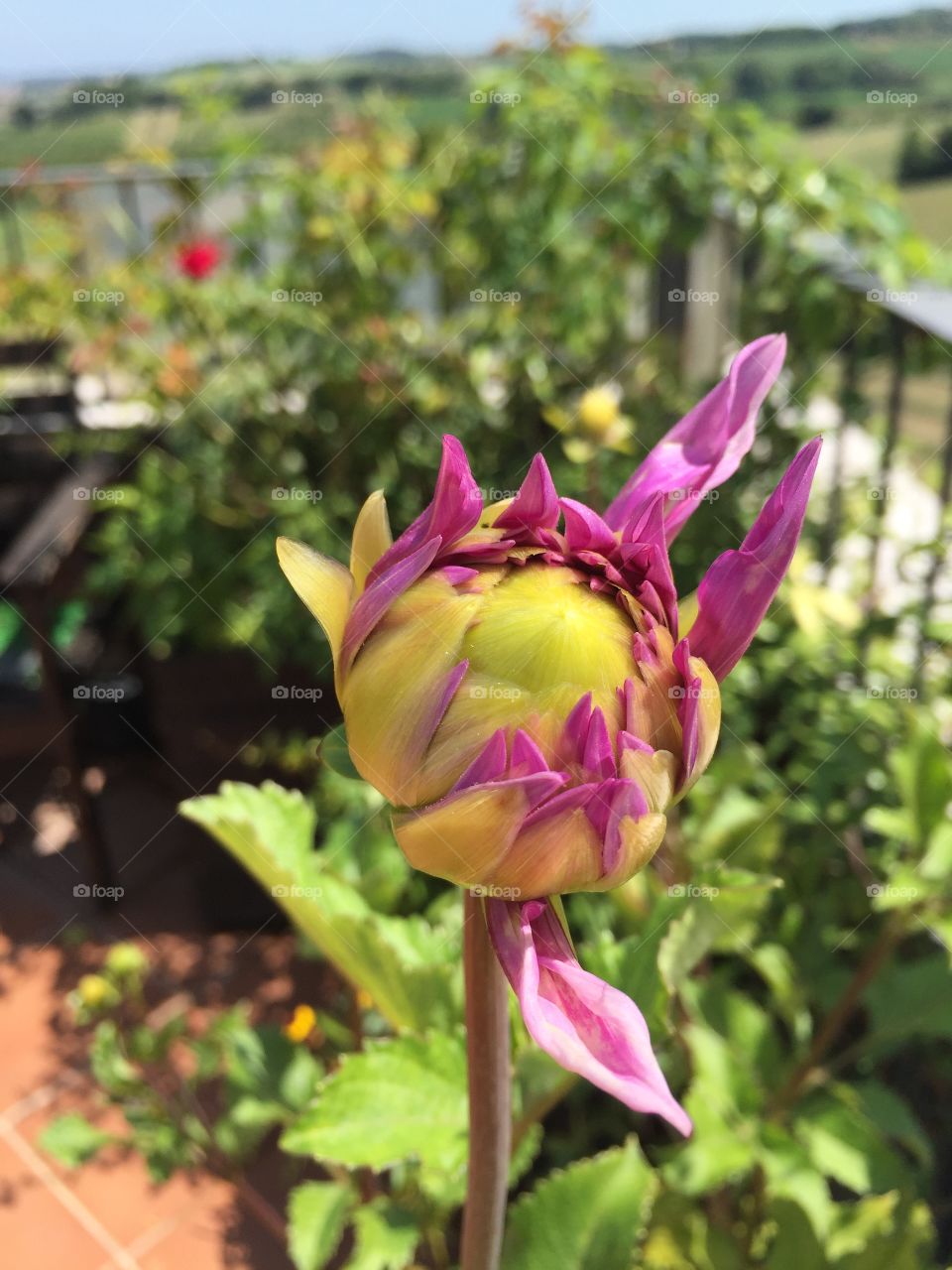 bud Dahlia