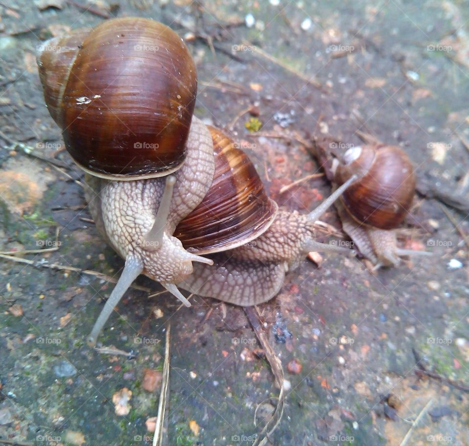 snails