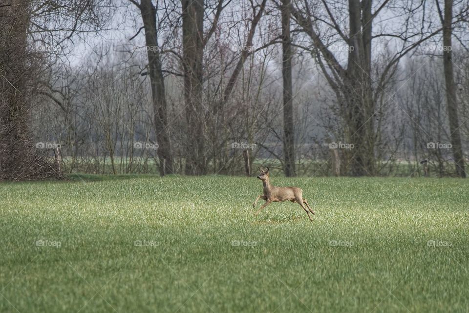 Deer runs across a meadow