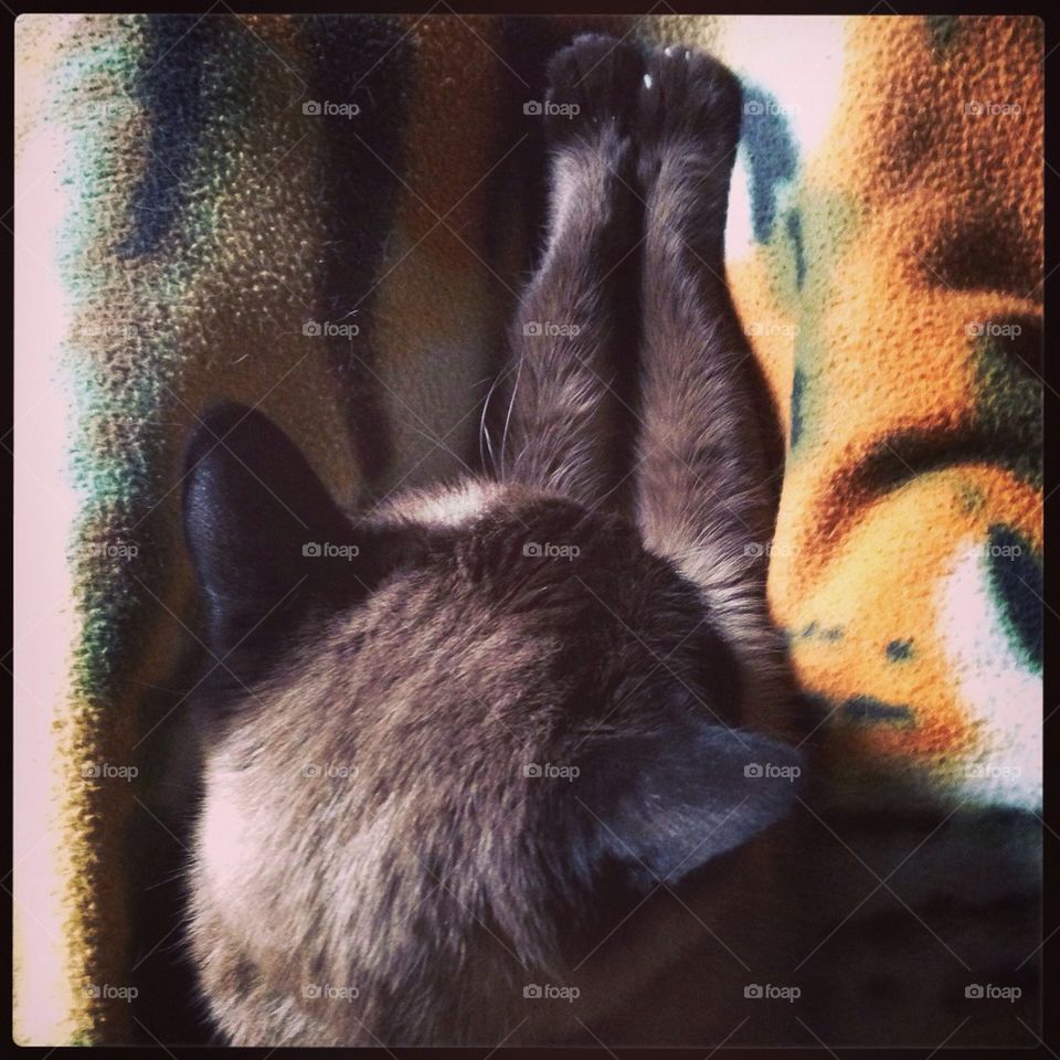 Stretchy Kitty