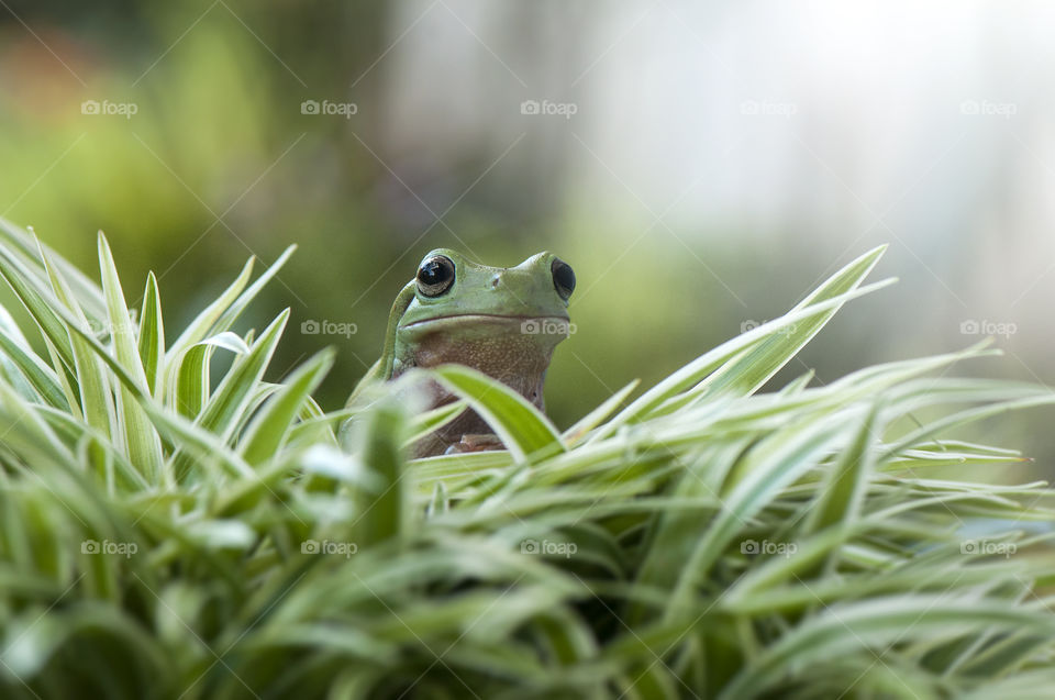 Hide In Grass