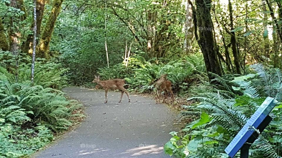 Fawns or Deers