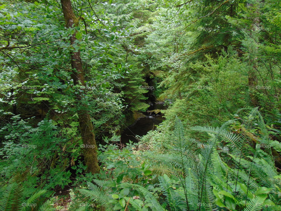 amazing scenery on nature walk to ocean