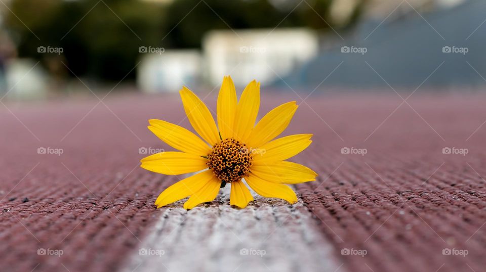 Flowers shooting from the ground up.