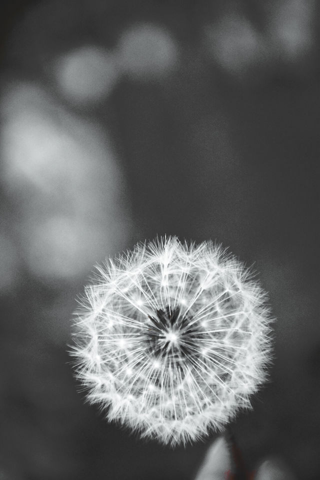 dandelion