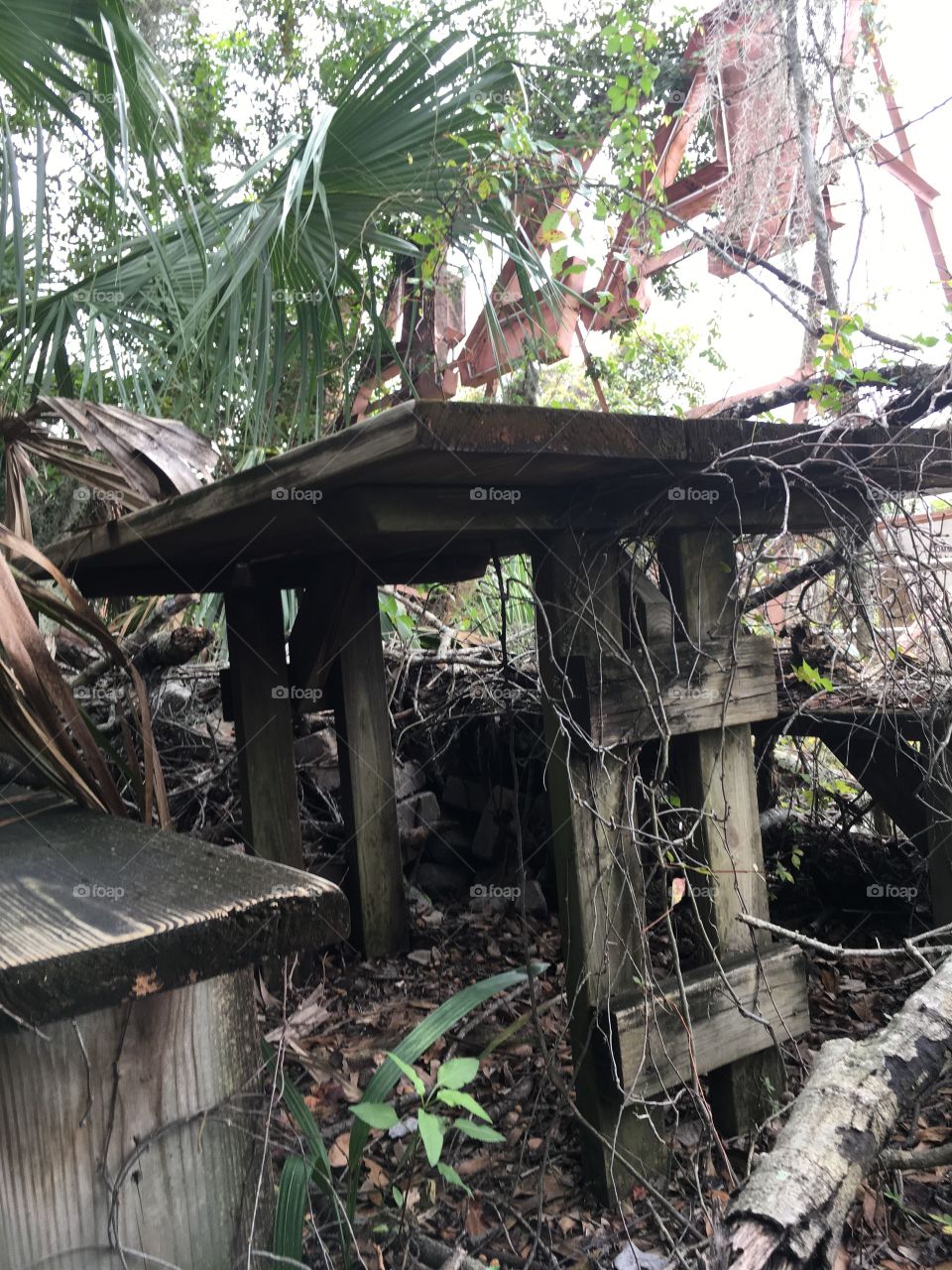 Very old and moldy and overgrown picnic table 