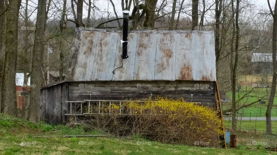 Forsythia Along Old Barn