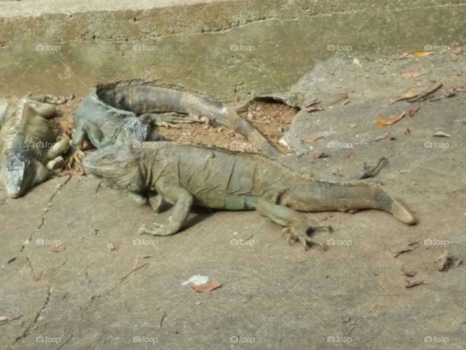 Iguanas