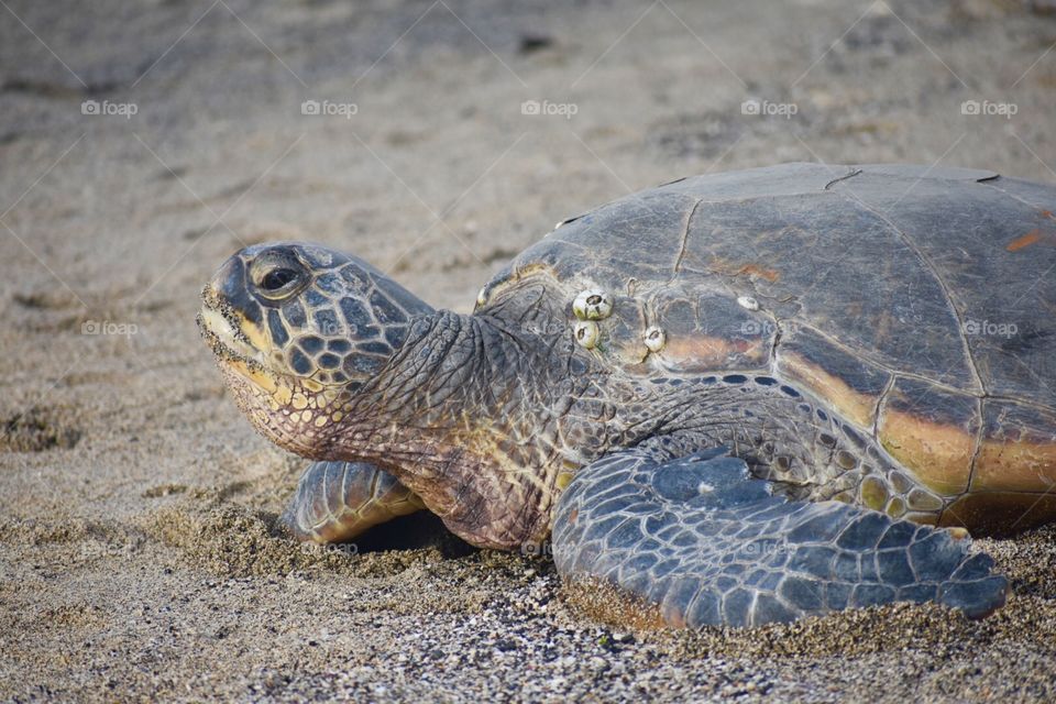 Sea turtle on the beach 