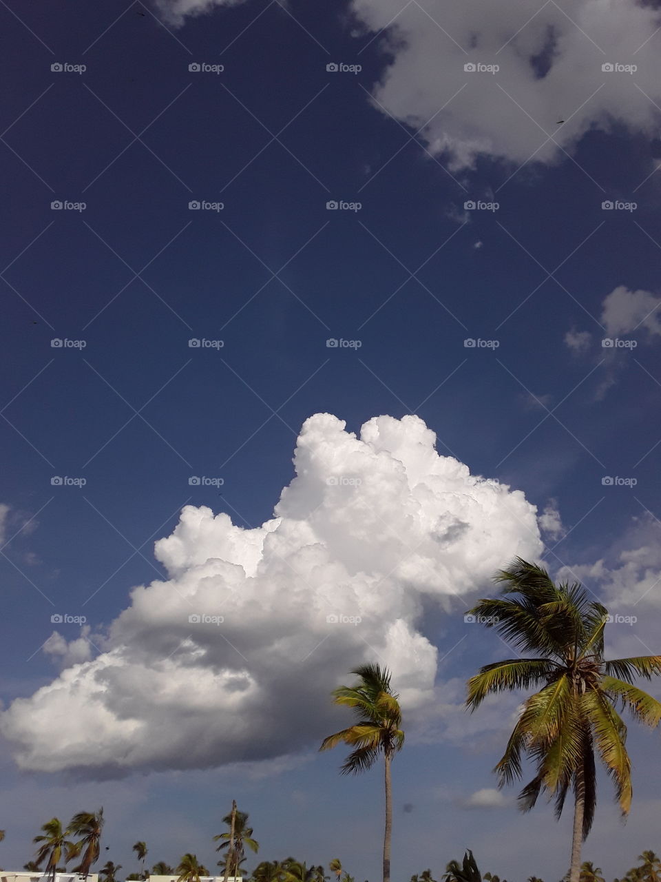 amazing tropical clouds always stimulate the imagination. the cloud looks like a hippo sniffing a palm tree, and what do you see