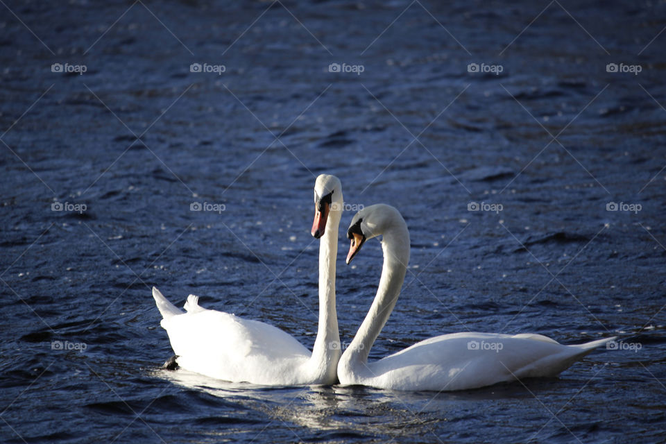 Close-up of swans on lake