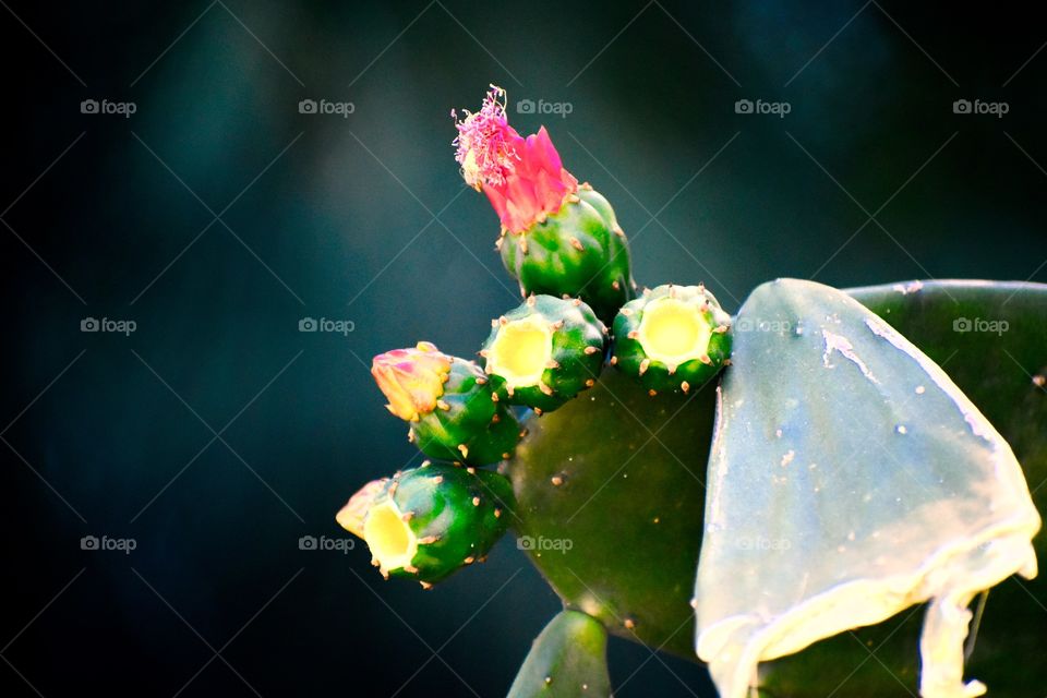 Cactus blooms 