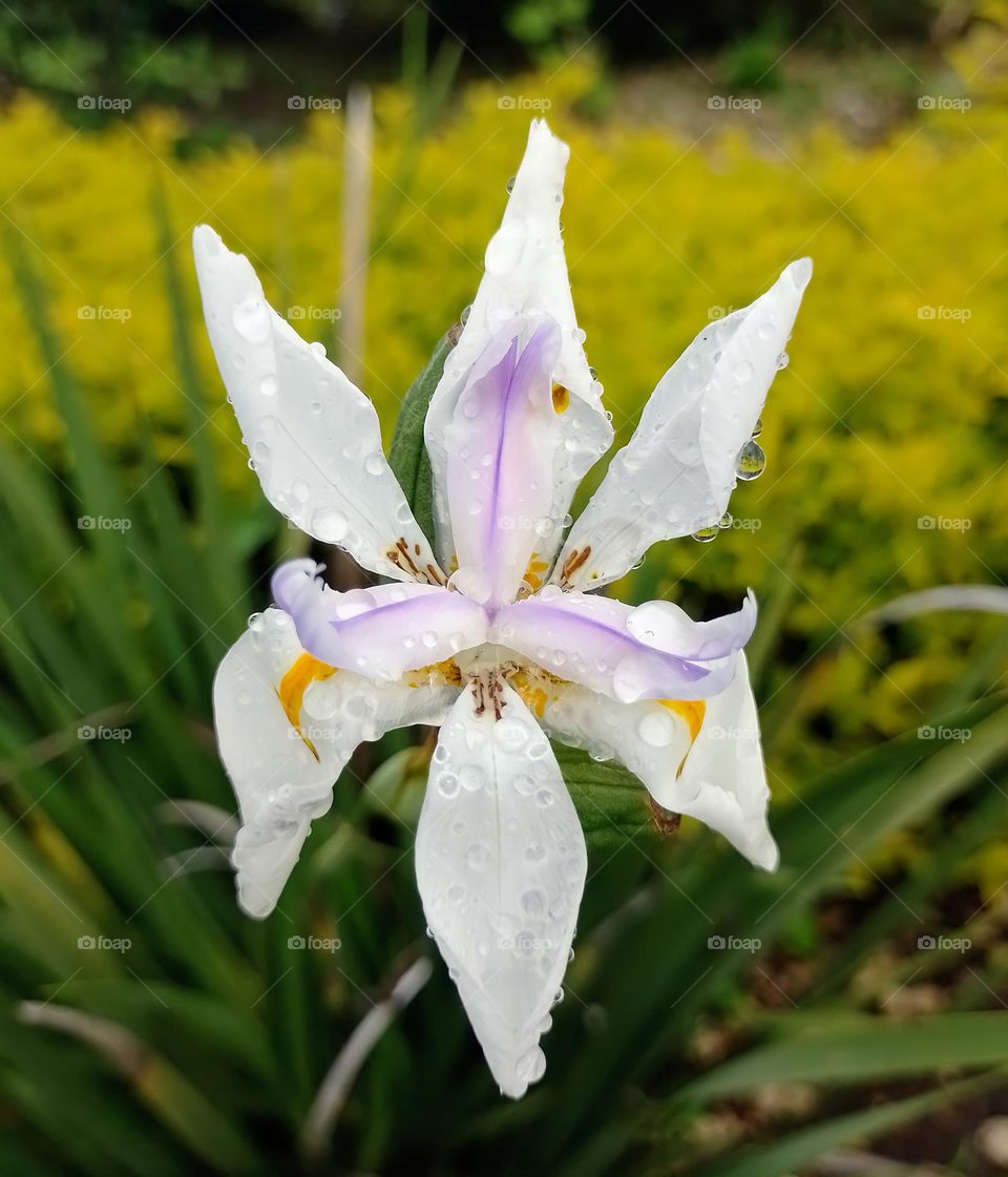 African Iris - Iris de Hadas