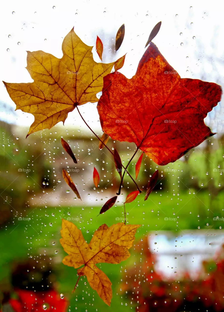 rain