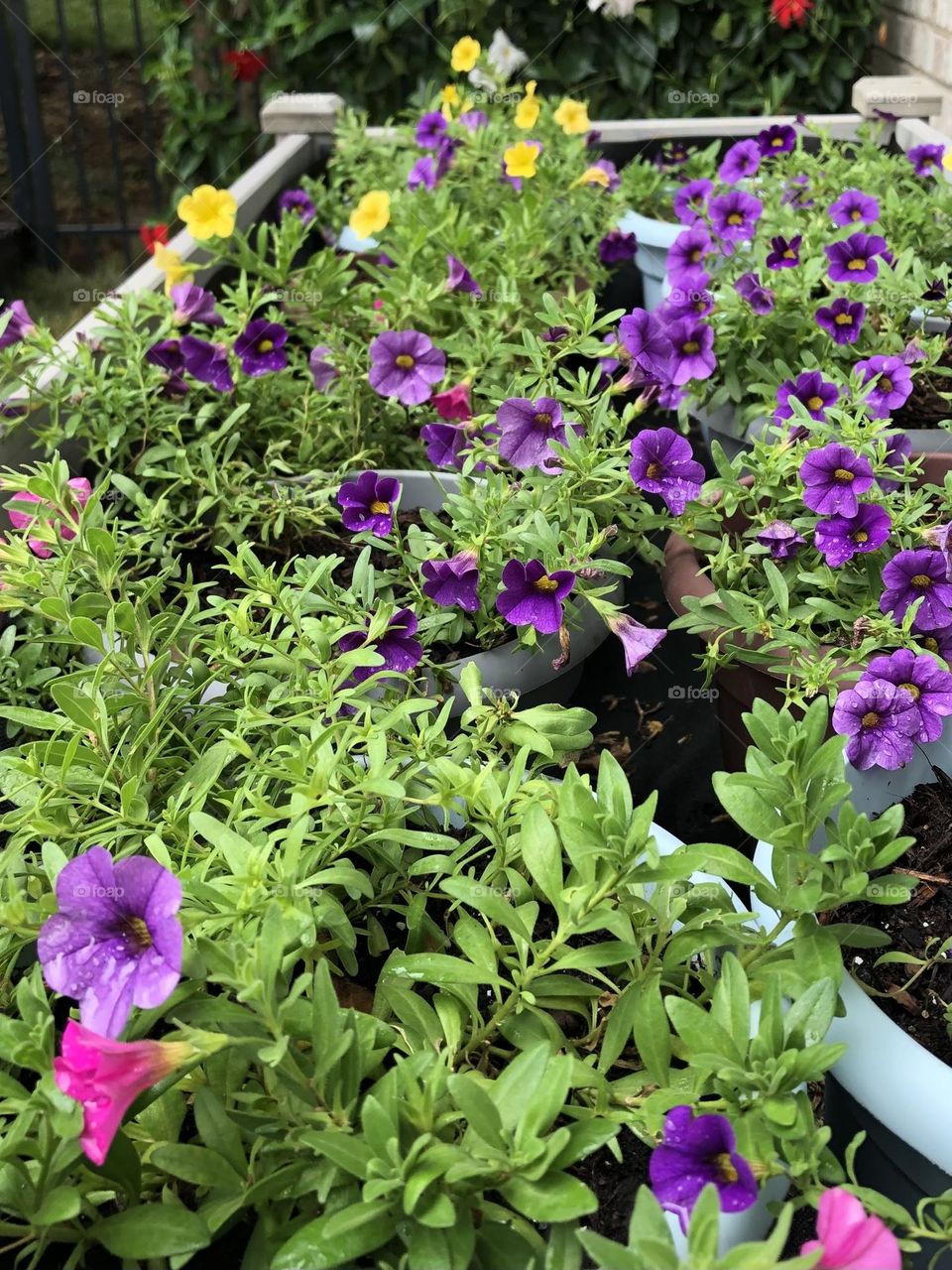 Petunias 