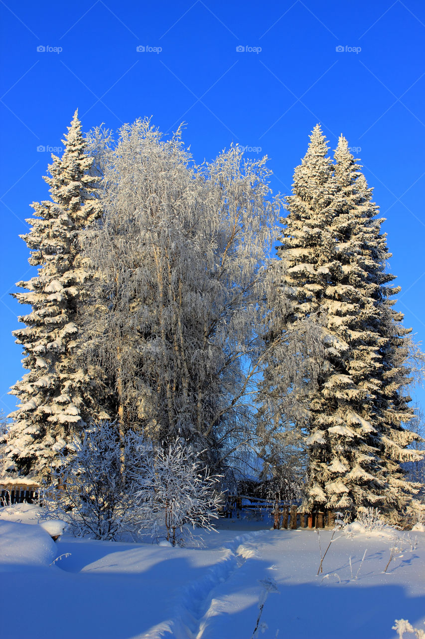 Winter forest