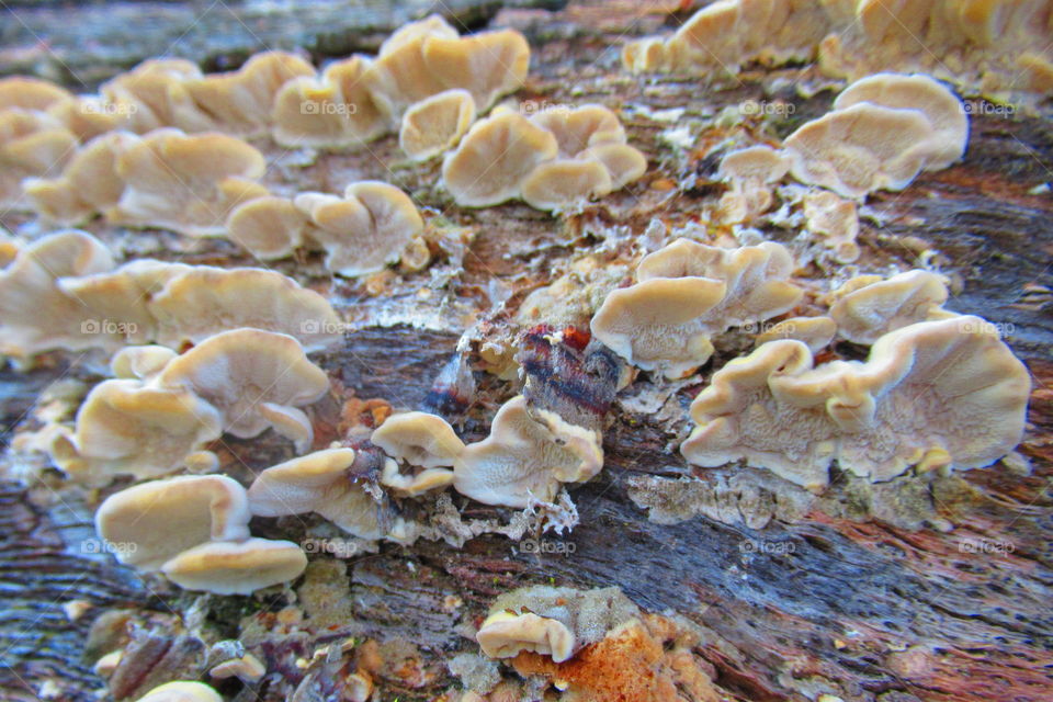 Fungus