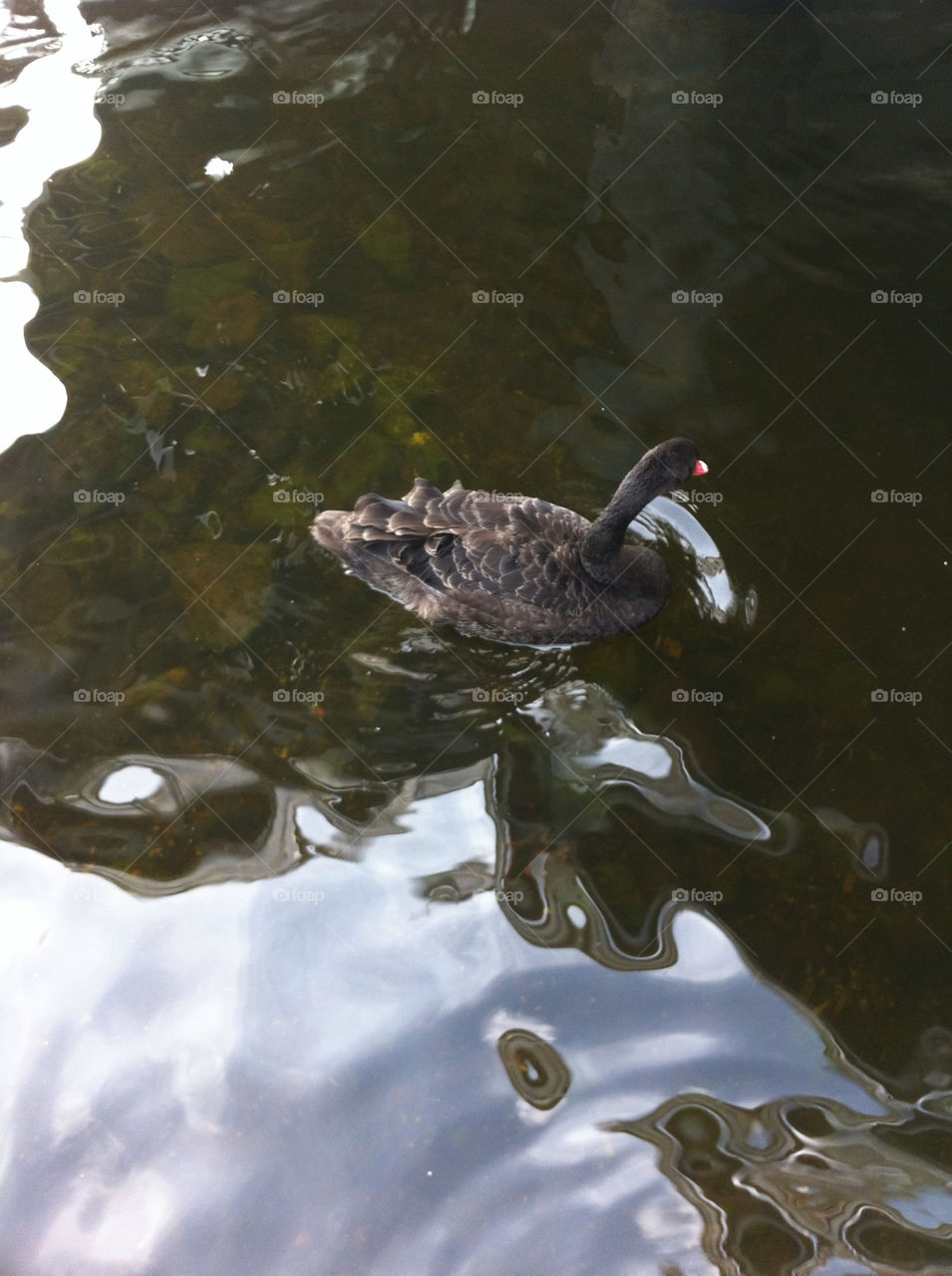dark summer water swan by srcooper