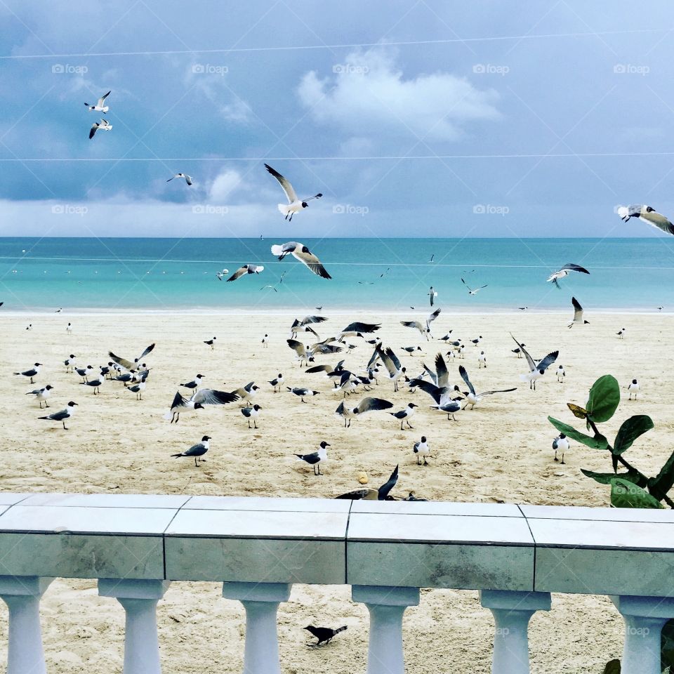 Birds flying by the ocean