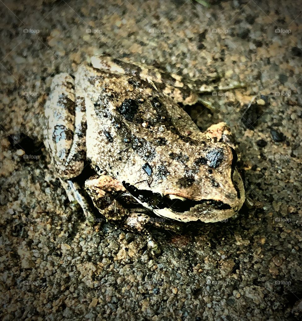 Frog on the concrete 