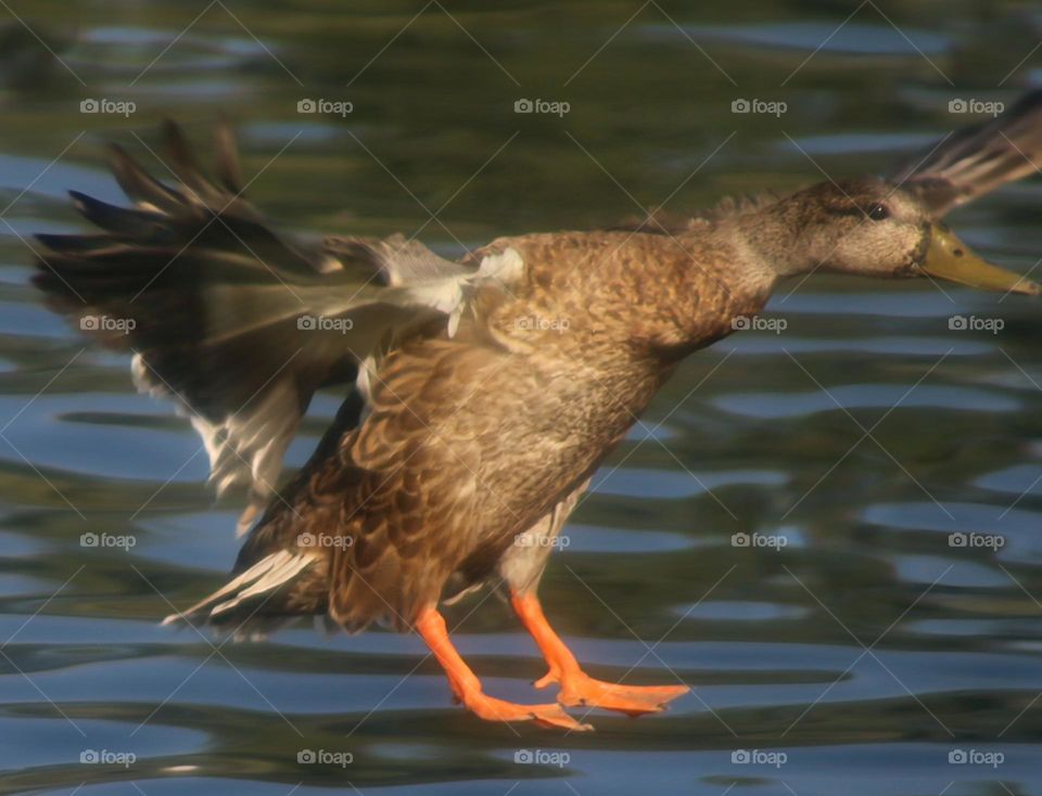 Mallard Duck Landing in Lake