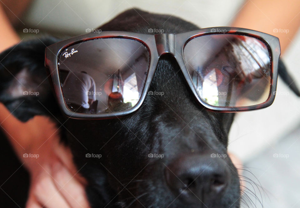 dog com óculos