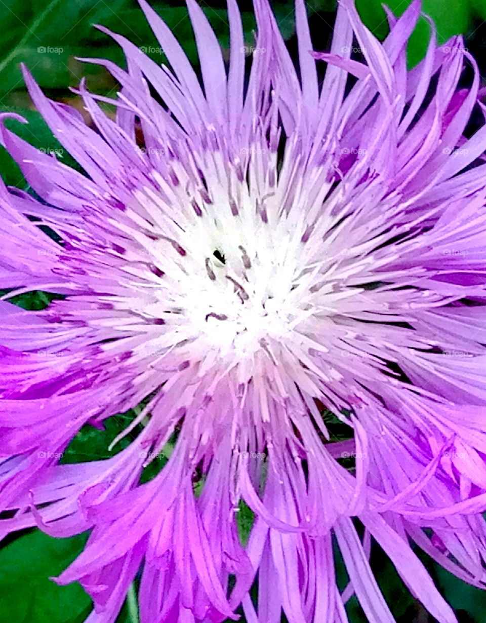 Nature, No Person, Flower, Flora, Garden