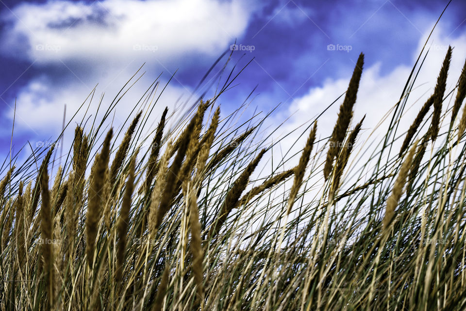 Grasses in the mid day gentle breeze moves through them..