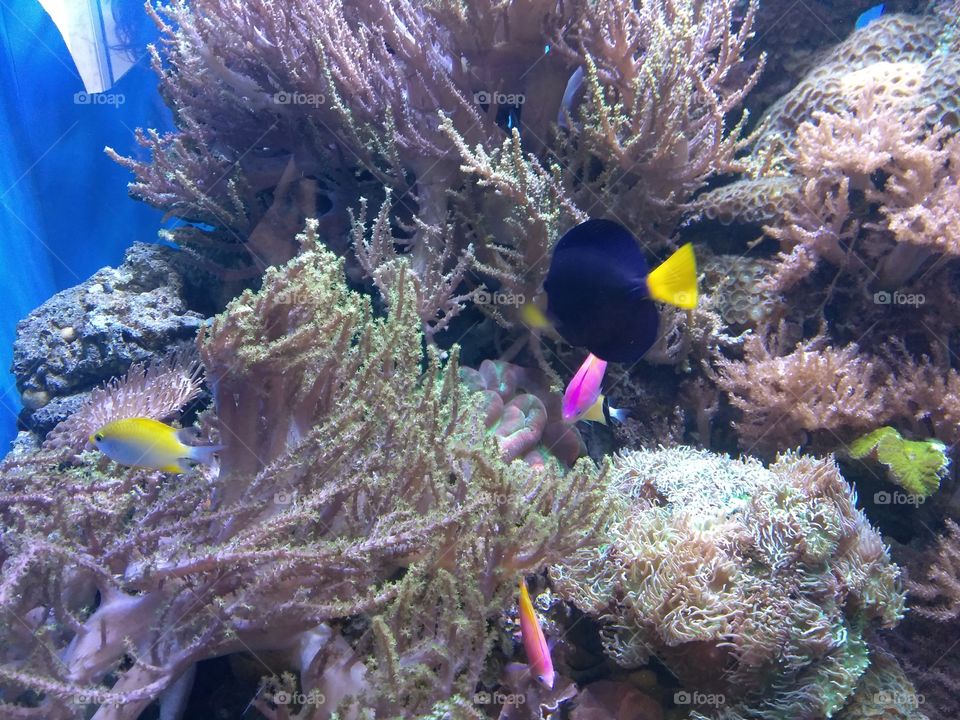 Tropical fish swim