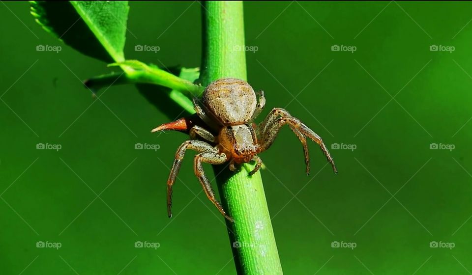 spider, leafs, tree, plants, green natural