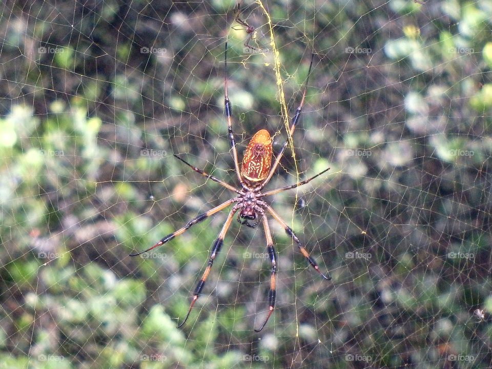 Spider