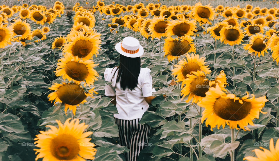 sunflower field