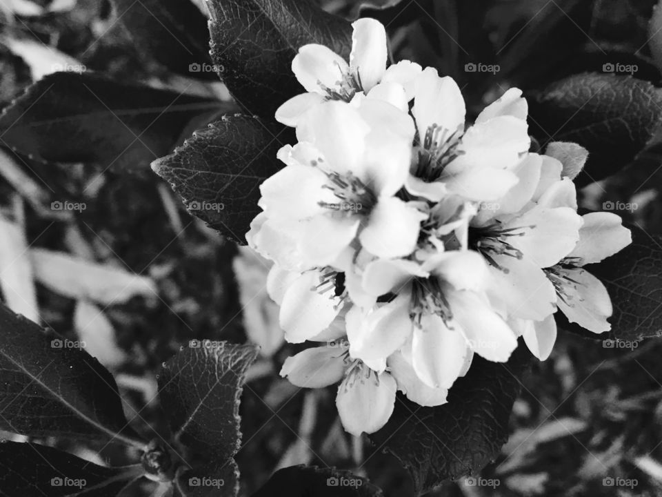 Monochrome Image of White Flowers 