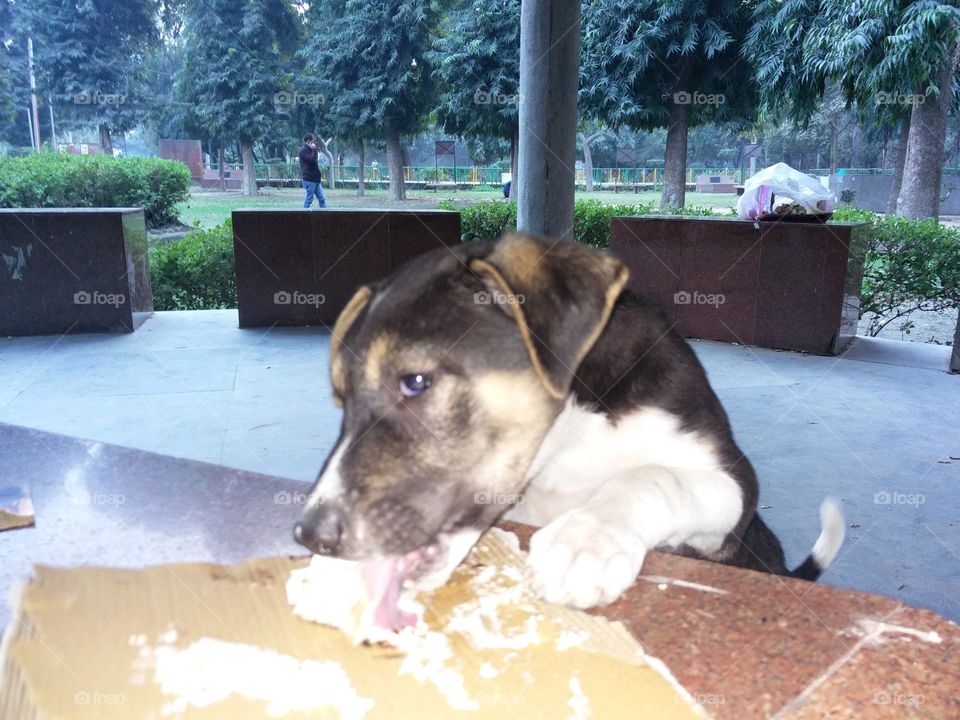 street dog eating cake and giving pose