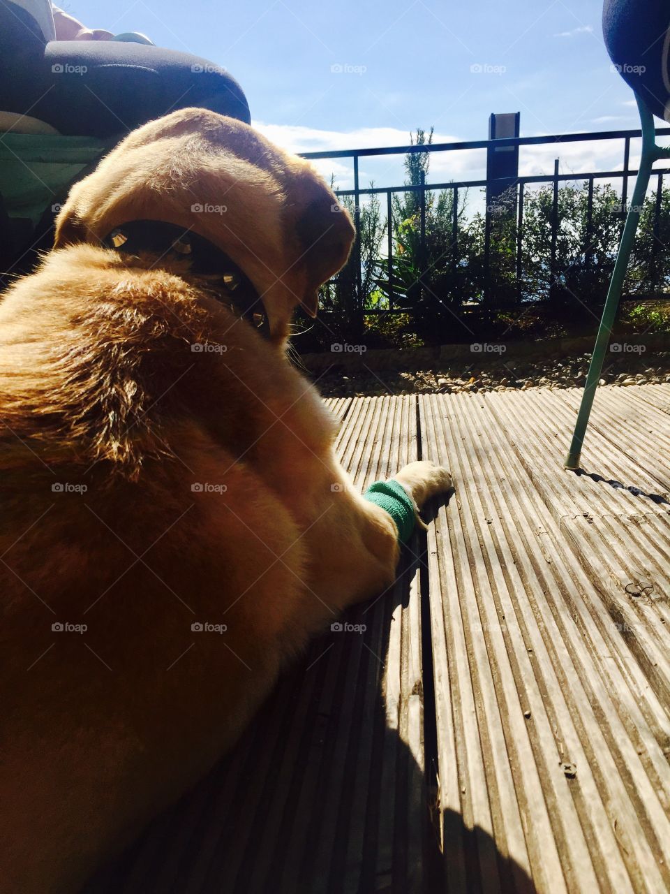 Dog from behind, relaxing in the sun