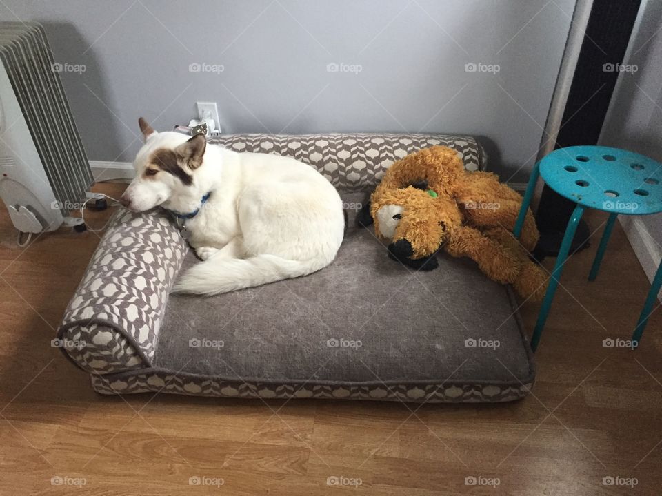 Dog in bed with dog stuffed animal 