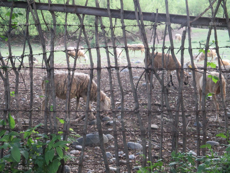 sheep on fence