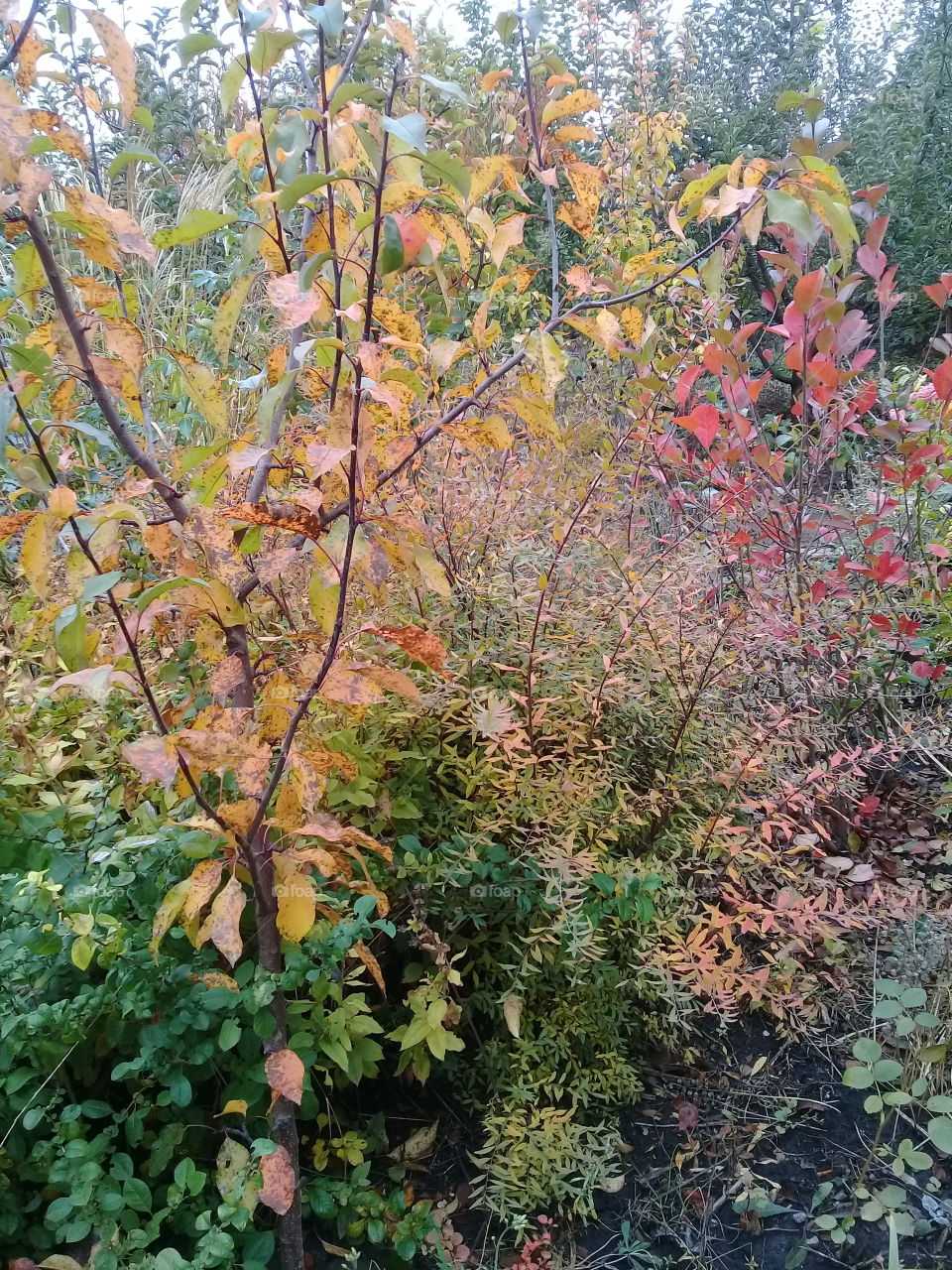 Autumn comes to my garden.