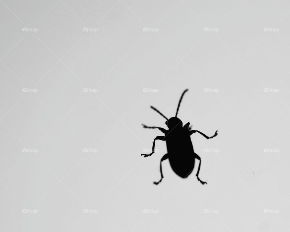 Silhouette of tiny beetle