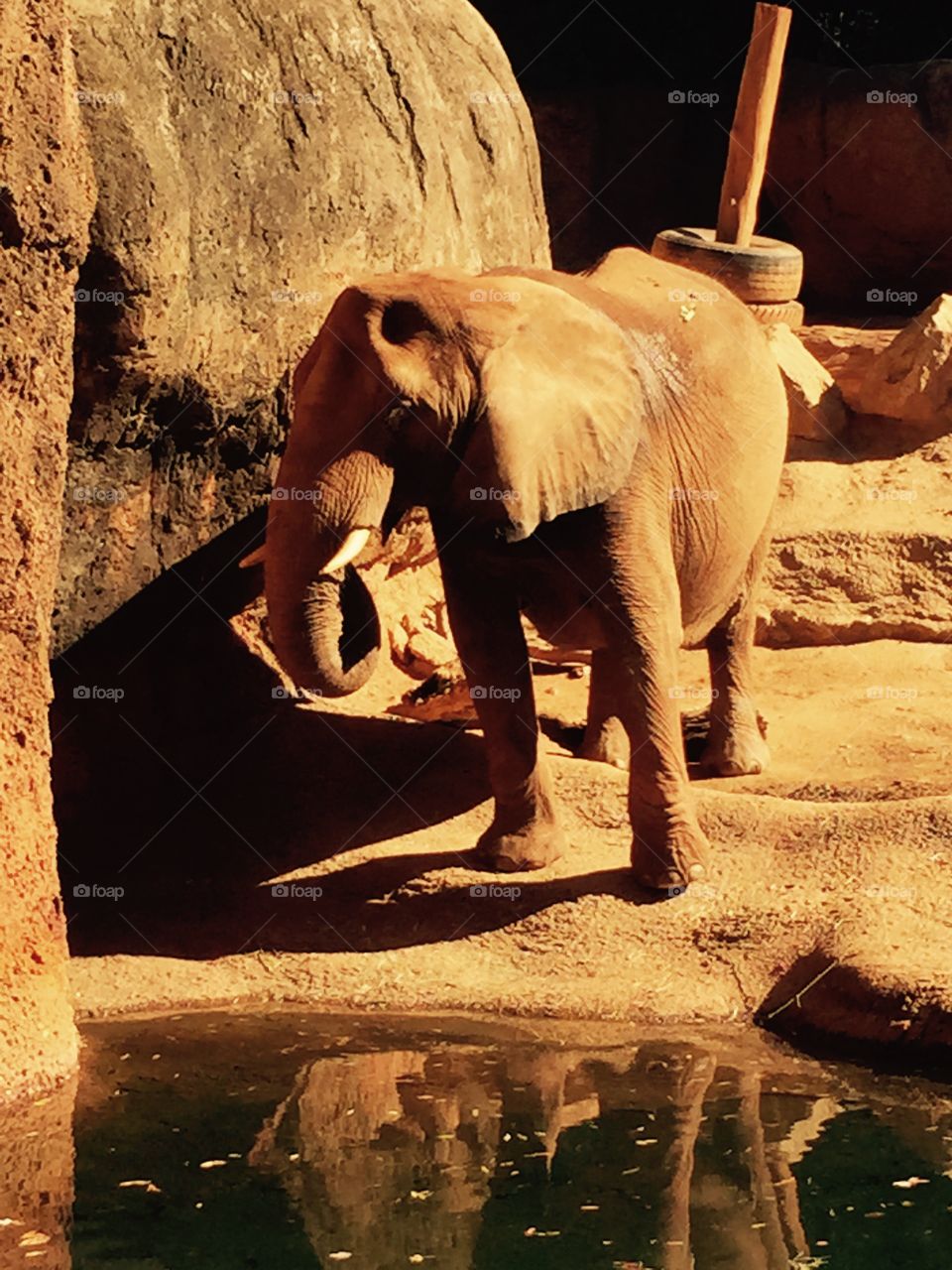 Elephant. African elephant 