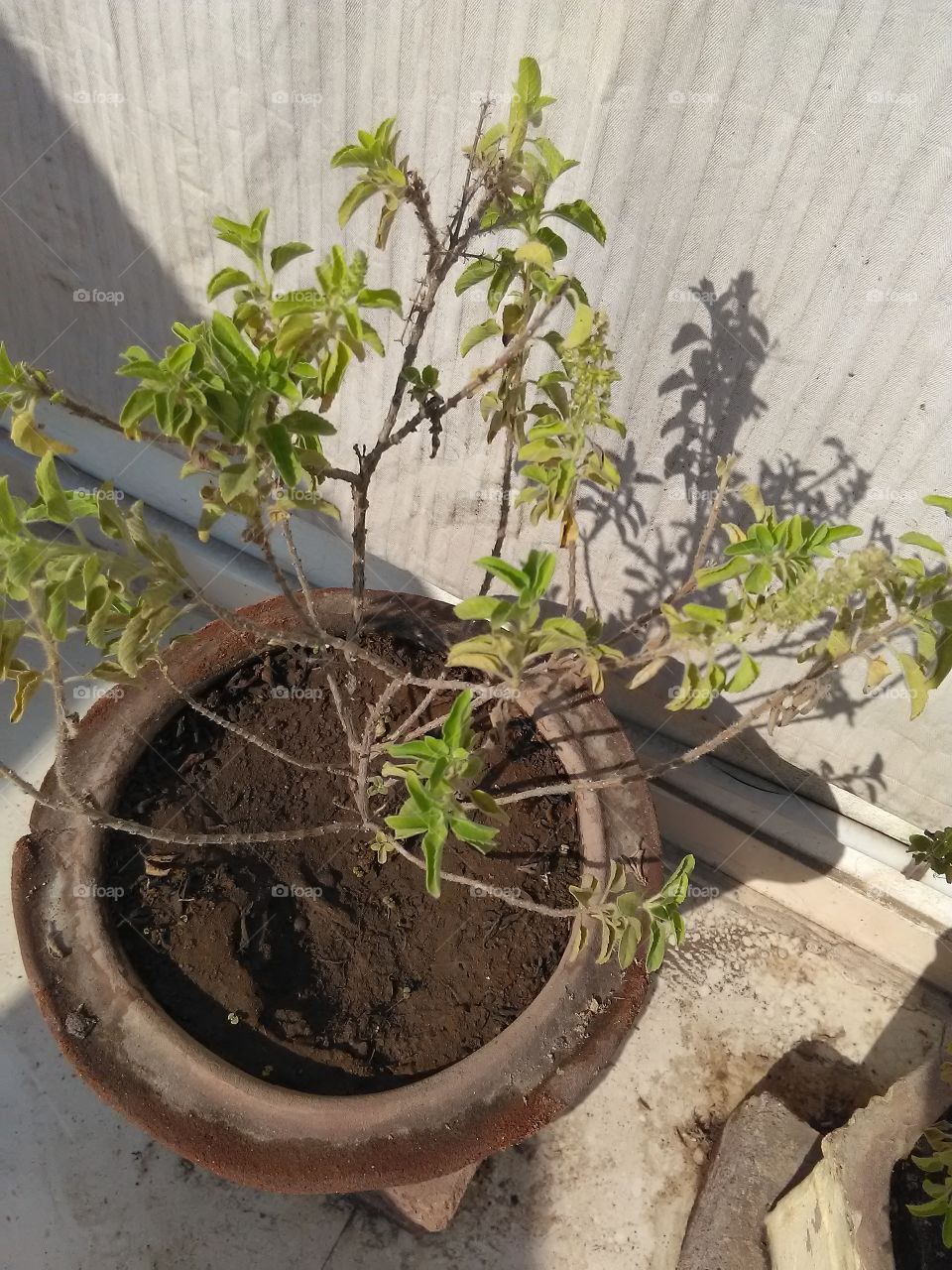 Tulasi Kund Divya plants