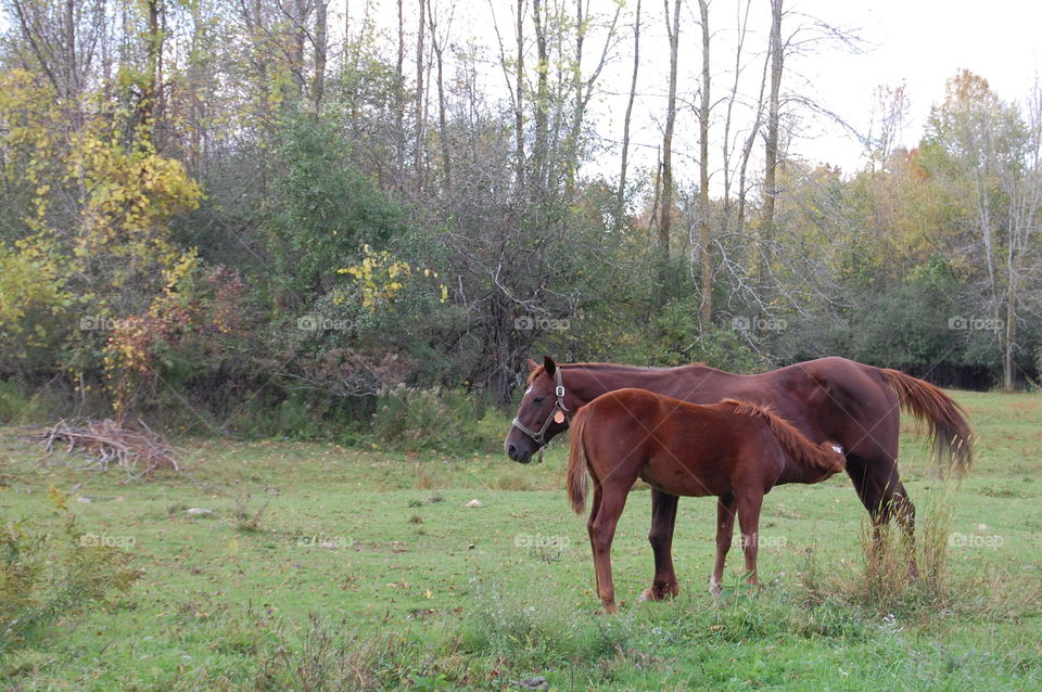 Horses standing in forest