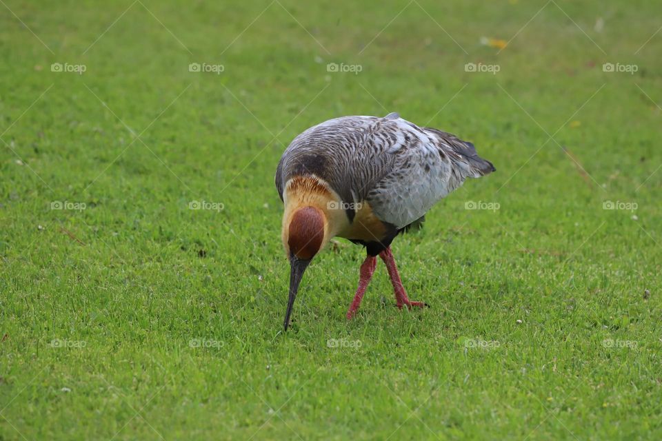  Bird deeding on grass 